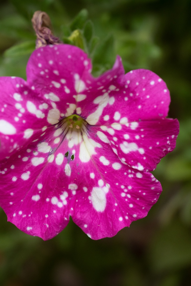 Розовый с белыми пятнами цветок садовой петунии 