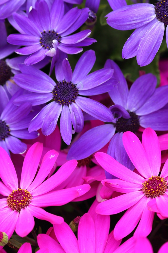 Розовые и фиолетовые цветы остеоспермум