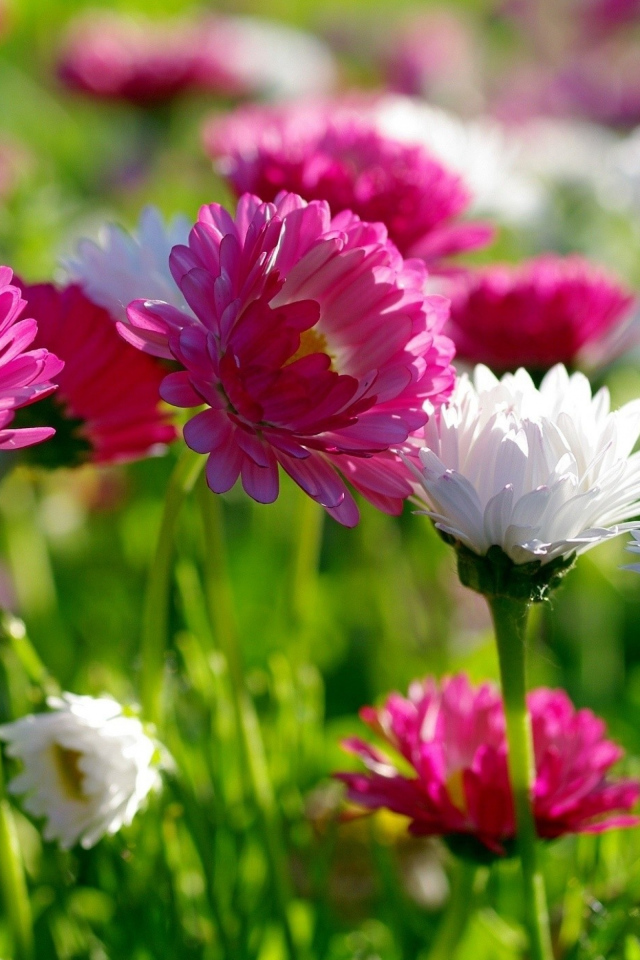 Розовые и белые маргаритки  в лучах солнца 