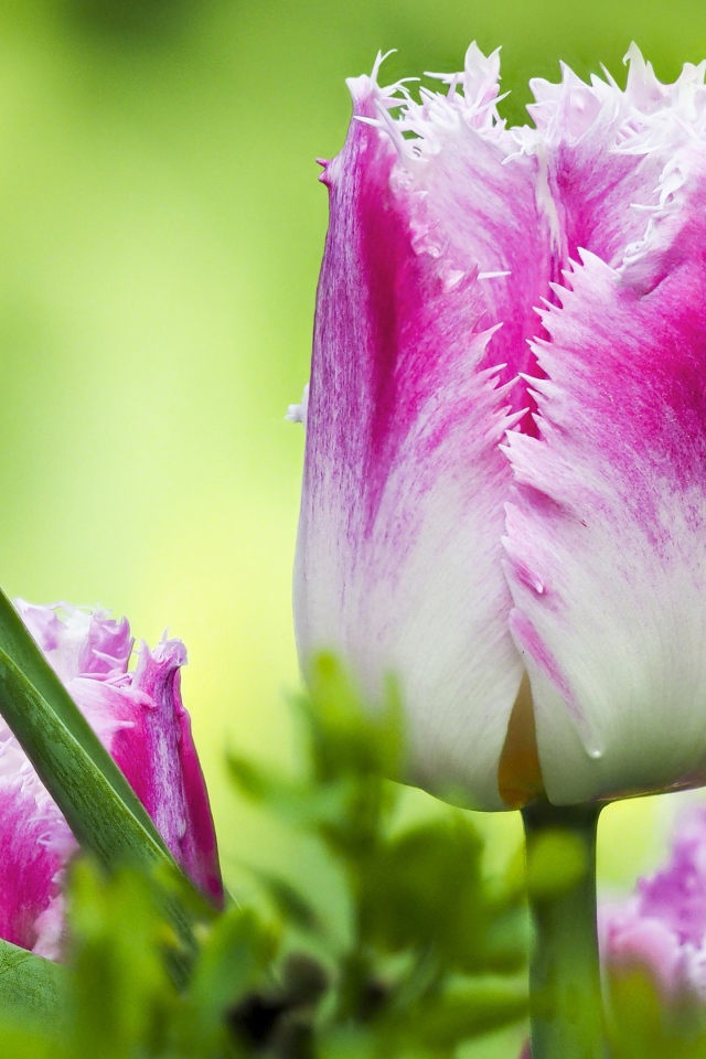 Розовый с белым тюльпан с волнистыми лепестками крупным планом