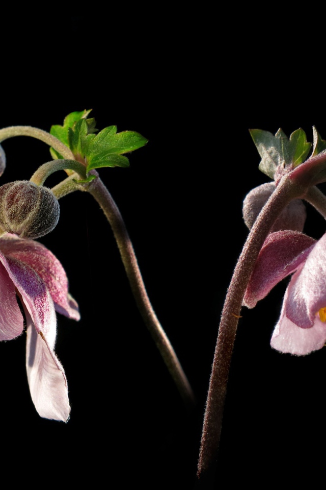 Розовые цветы анемоны с бутонами на черном фоне