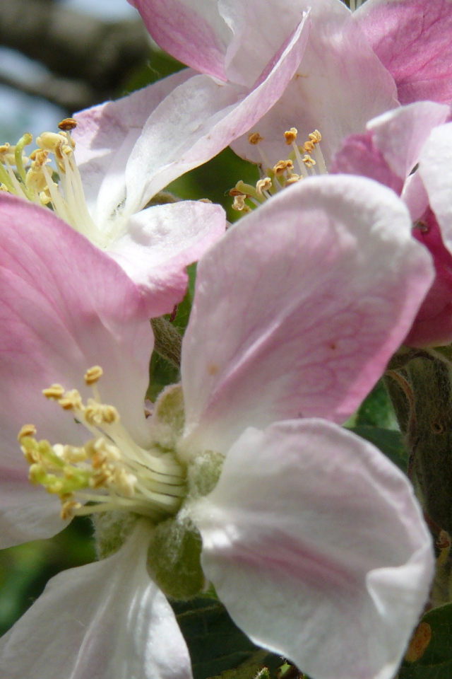 Розовые цветы яблони крупным планом