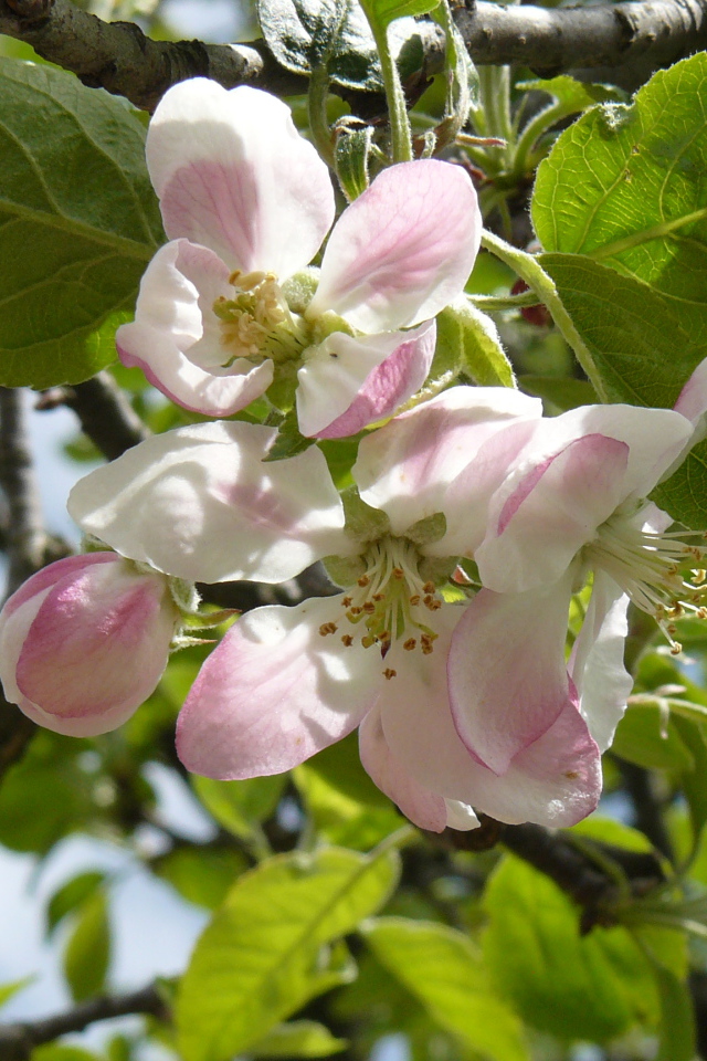 Розовые цветы яблони в зеленых листьях на дереве 
