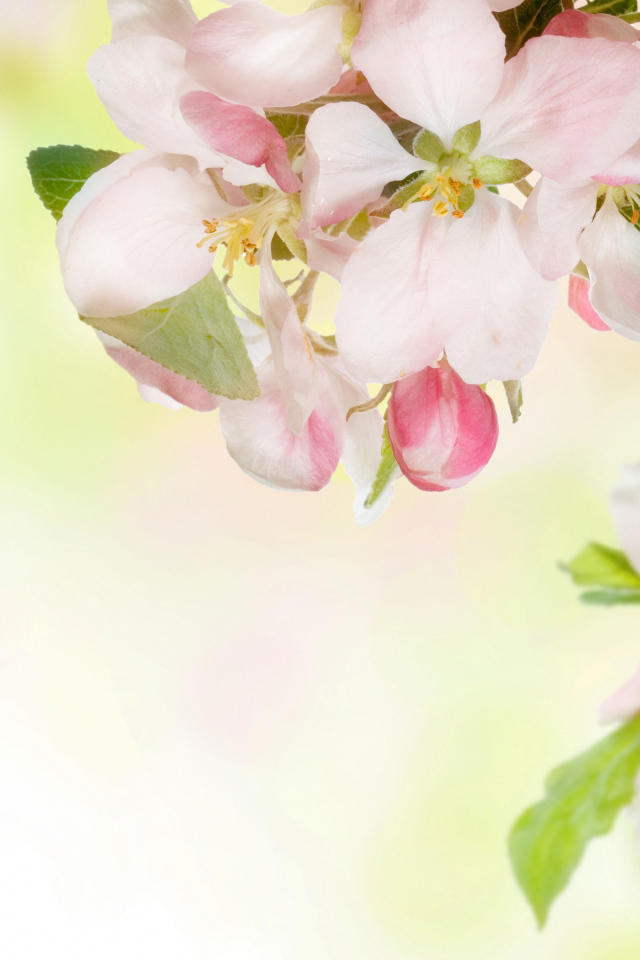 Розовые цветы яблони на ветках с зелеными листьями 