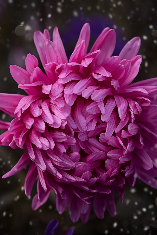 Розовый цветок астры крупным планом