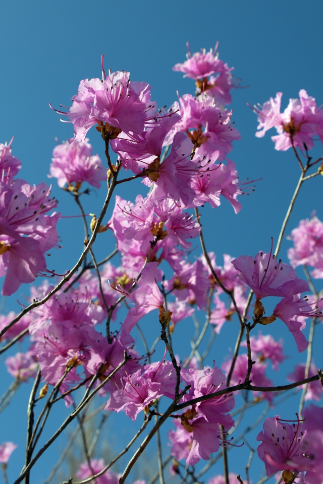 Розовые цветы азалия на ветках дерева на фоне голубого неба