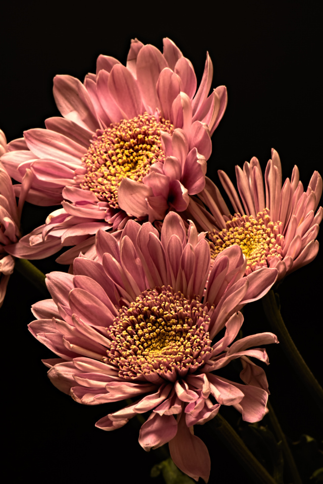 Розовые красивые хризантемы на черном фоне