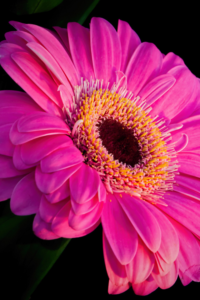 Розовый красивый цветок герберы на черном фоне