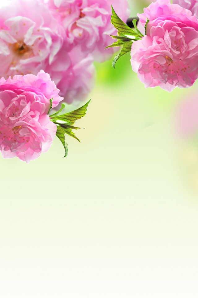 Розовые красивые цветы луизеания крупным планом