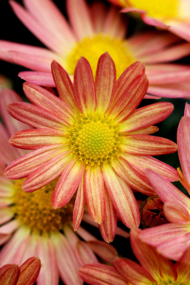 Розовые ромашковидные хризантемы крупным планом