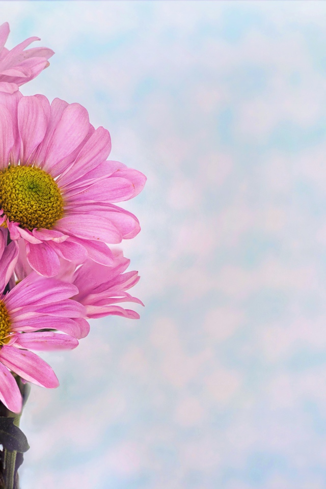 Розовые ромашковидные хризантемы на голубом фоне