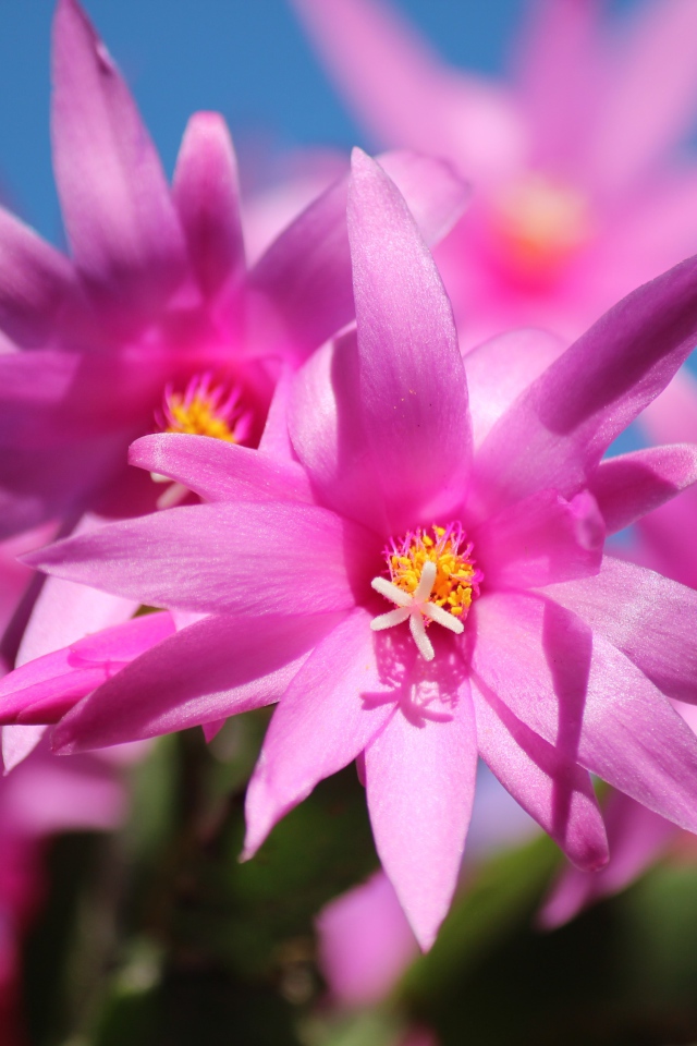 Розовые цветы рождественника крупным планом 