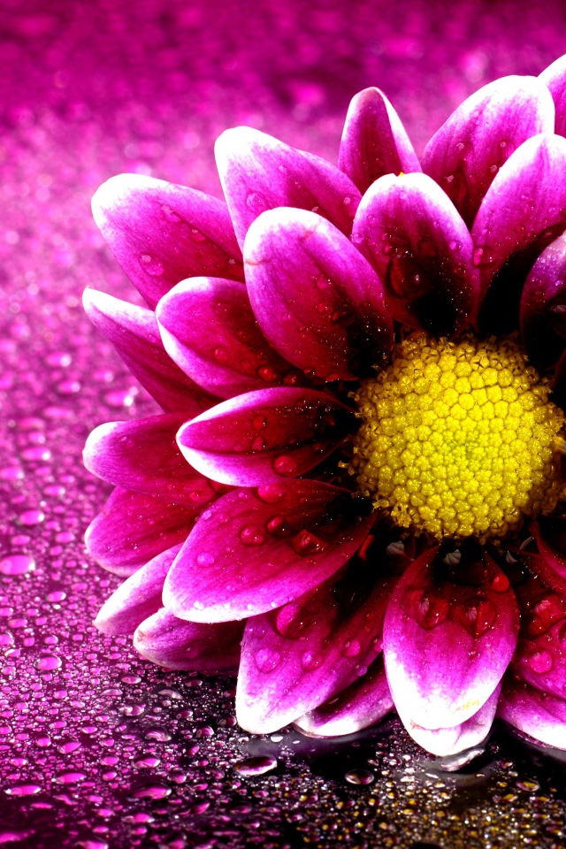 Розовый цветок хризантемы на розовом фоне