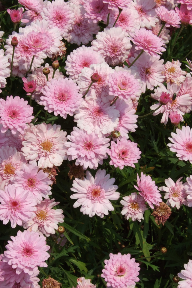 Розовые цветы хризантемы на клумбе крупным планом