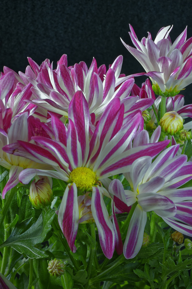 Розовые цветы хризантем с зелеными листьями на черном фоне