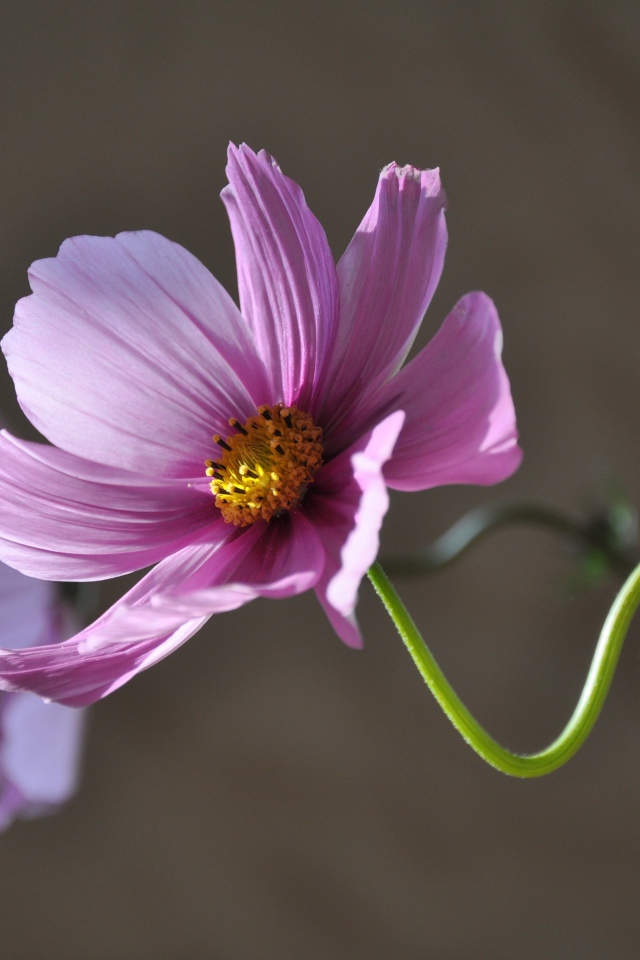 Розовый цветок космея в лучах солнца крупным планом