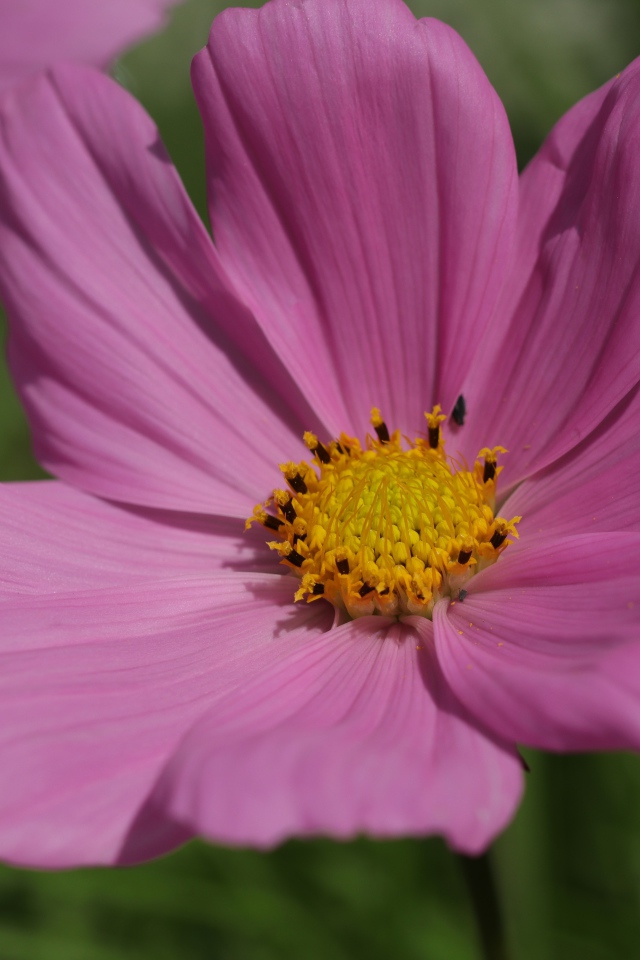 Розовый цветок космеи крупным планом