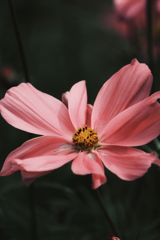 Розовый цветок космеи с бутонами крупным планом