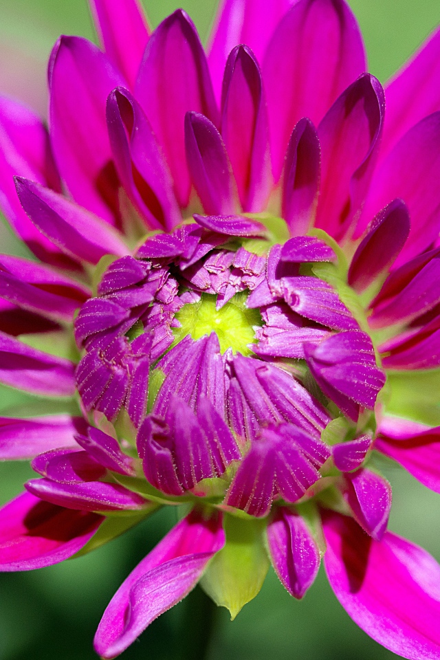 Розовый цветок георгины распускается 