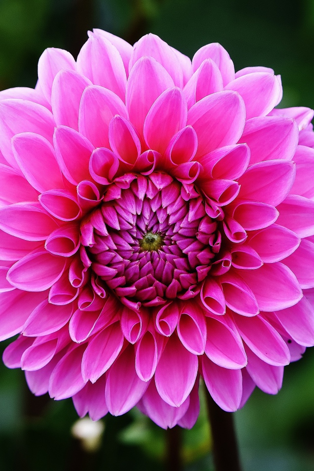 Розовый цветок георгины крупным планом