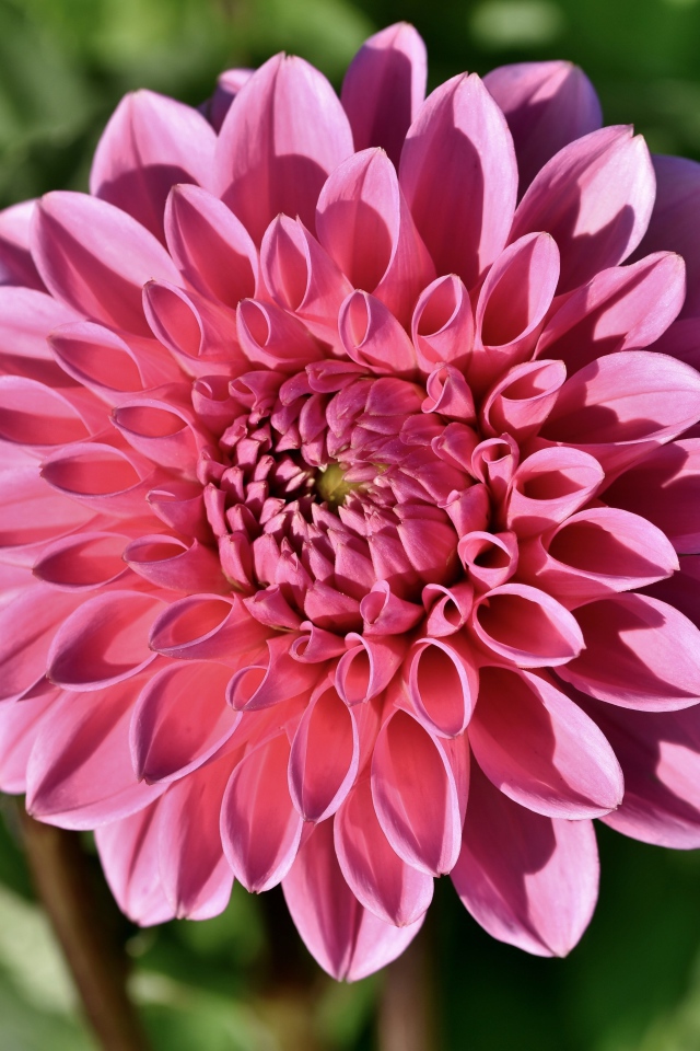 Розовый цветок георгины в лучах солнца на клумбе