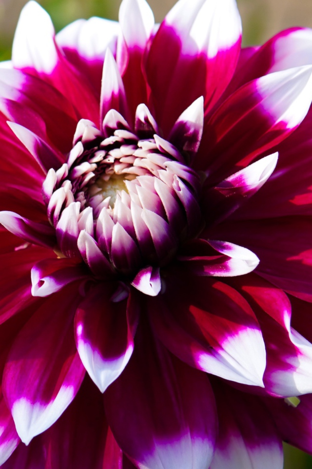 Розовая георгина с белыми лепестками крупным планом