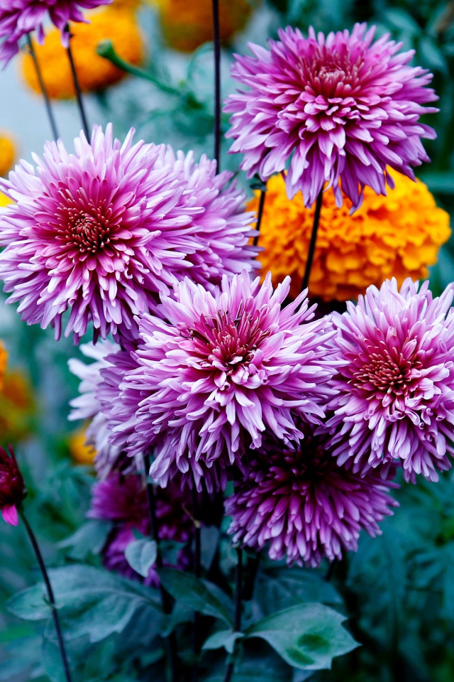 Розовые георгины с бархатцами на клумбе 