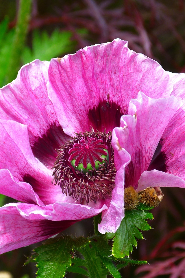 Розовый декоративный мак на клумбе