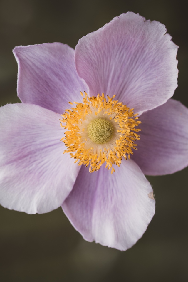 Розовый нежный цветок анемона крупным планом