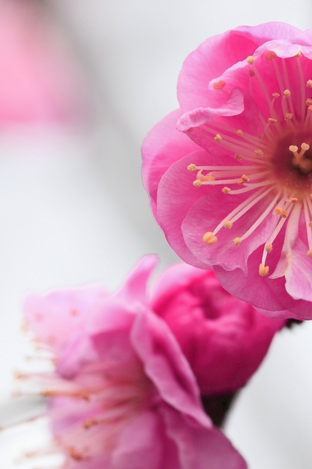 Розовый нежный цветок крупным планом