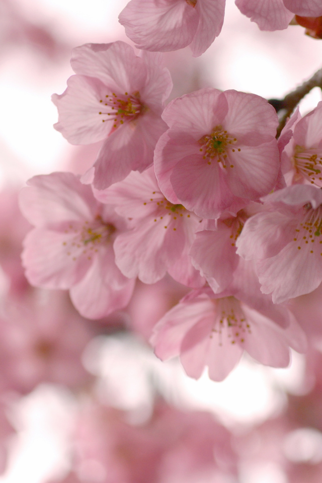 Розовые нежные цветы на ветке весной 