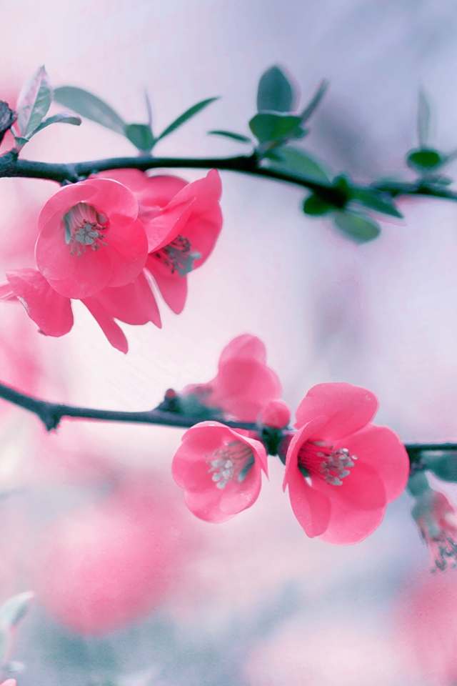 Розовые нежные цветы с зелеными листьями на ветке 