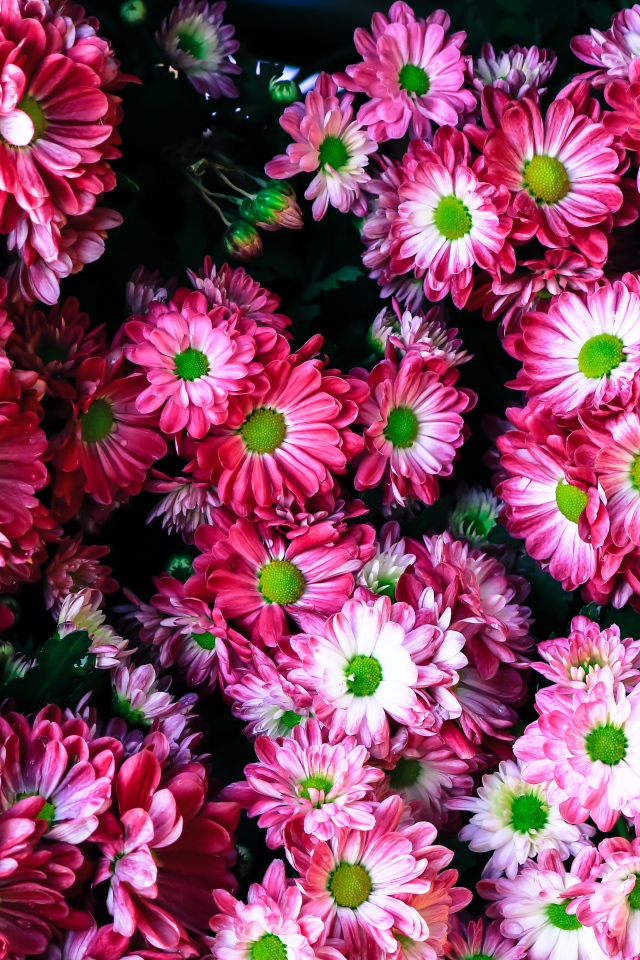 Розовые нежные садовые хризантемы крупным планом