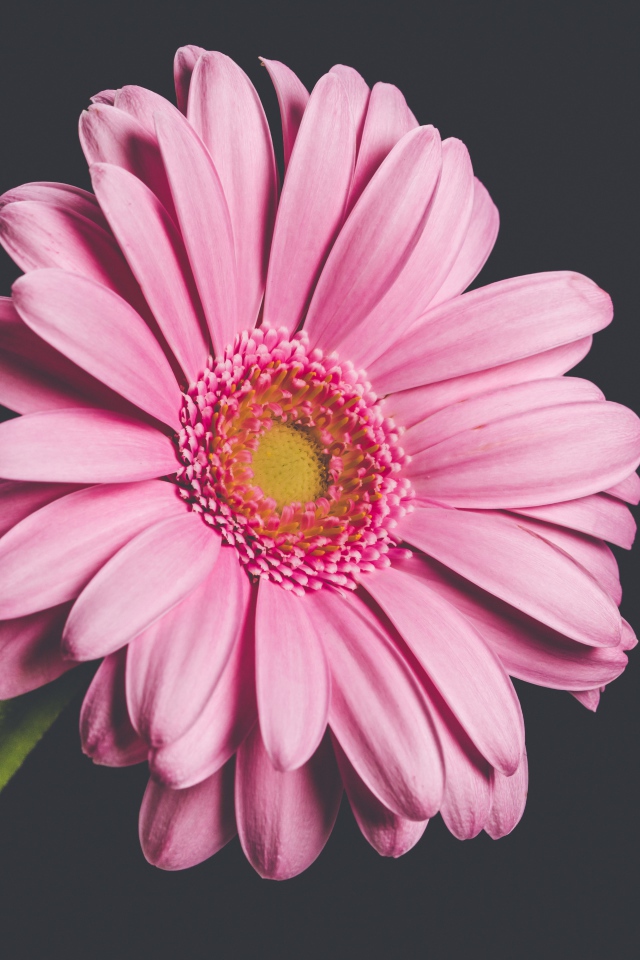 Розовый нежный цветок герберы на сером фоне