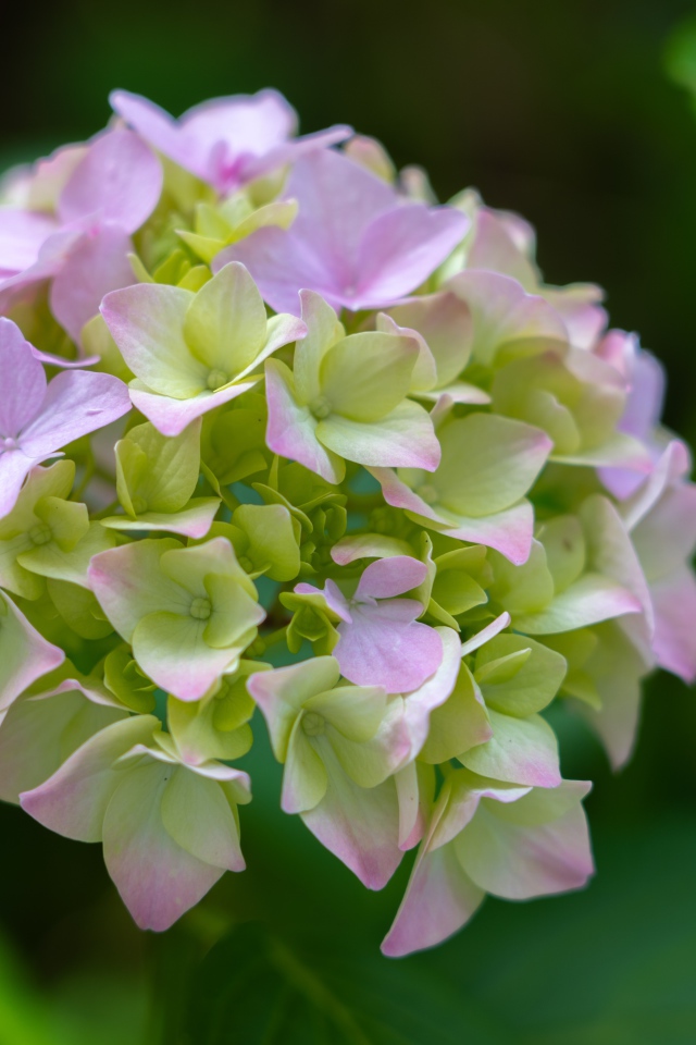 Розовые нежные цветы гортензии в зеленых листьях 