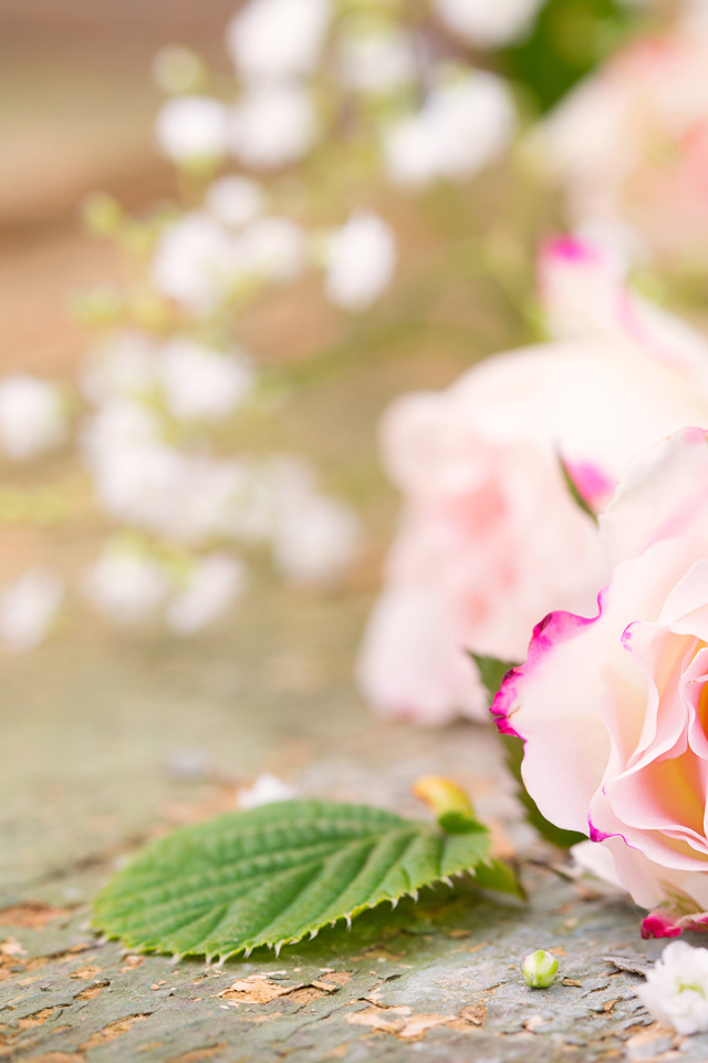 Розовый цветок нежной розы на столе 