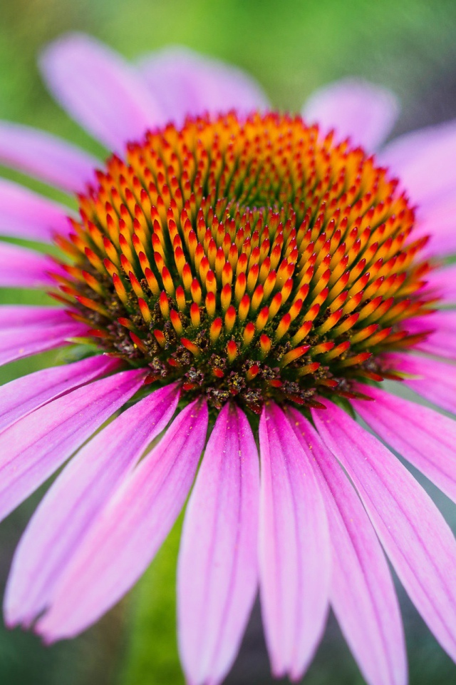 Розовый цветок эхинацеи с оранжевой серединкой