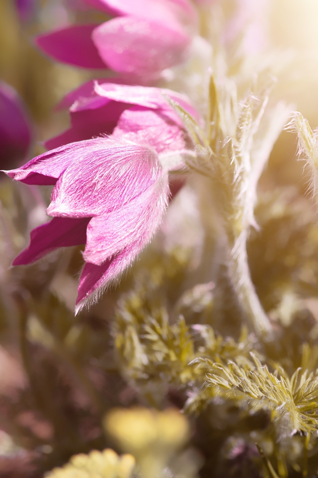 Розовые цветы прострел в поле в лучах солнца