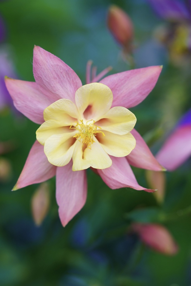 Розовые цветы водосбор крупным планом