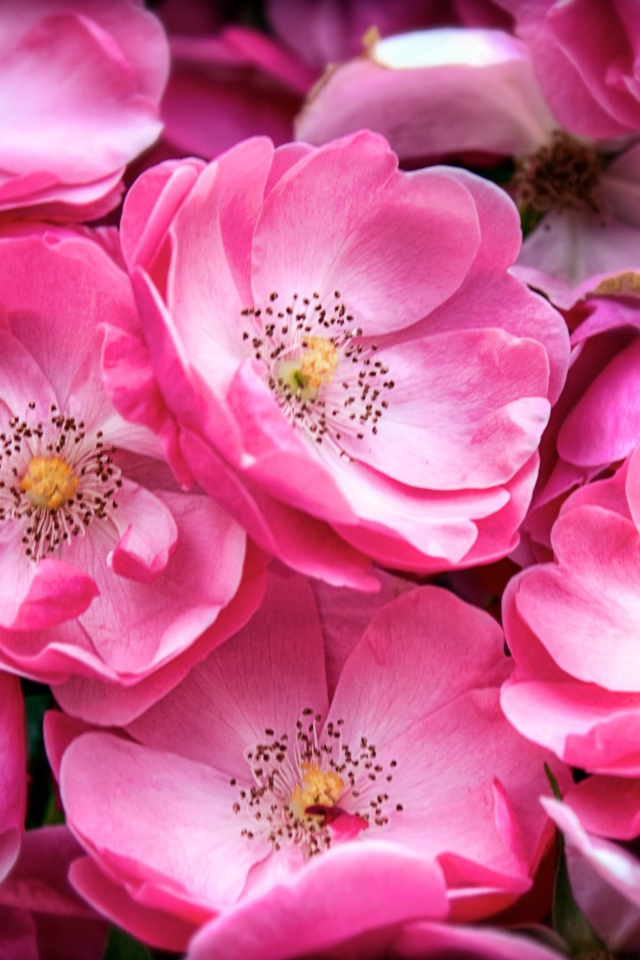 Розовые цветы парковой розы крупным планом