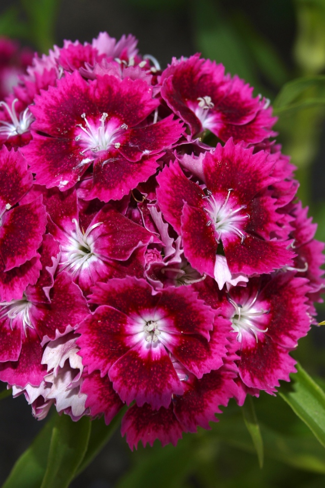 Розовые цветы садовой гвоздики на клумбе 