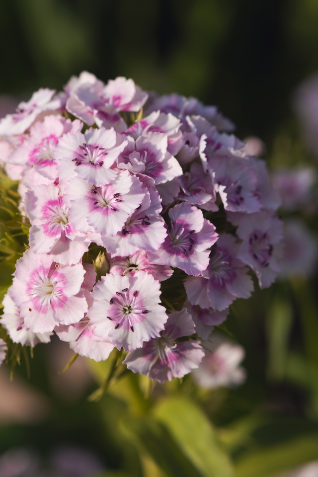 Розовые цветы розовой гвоздики в лучах солнца 