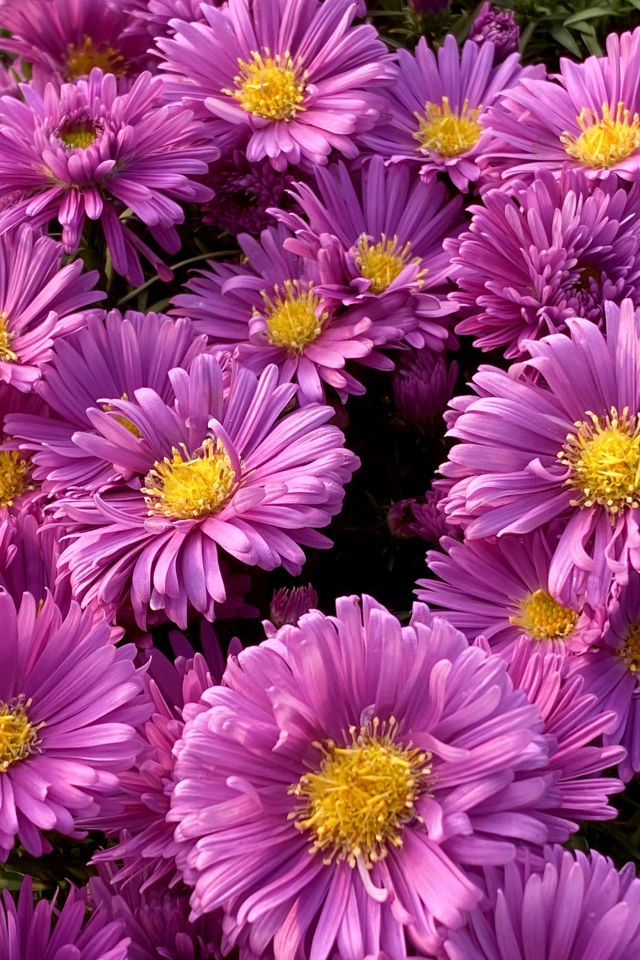 Розовые цветы сентябринки крупным планом