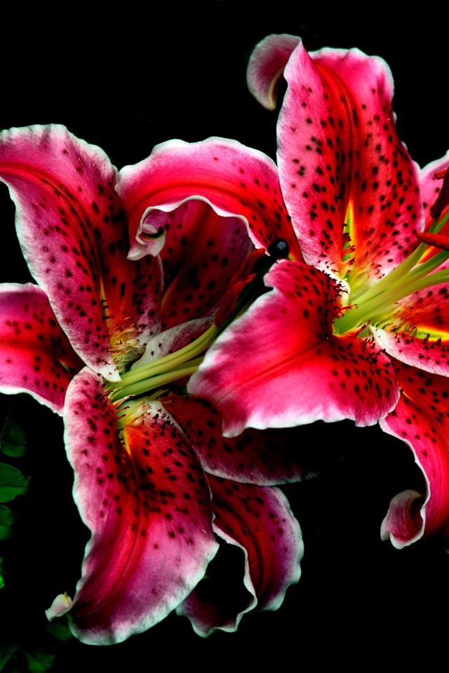 Розовые цветы тигровой лилии крупным планом на черном фоне