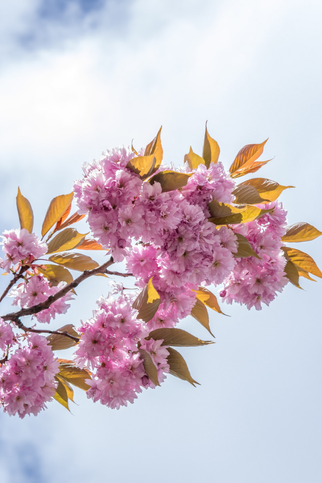 Розовые цветы на ветке на фоне неба с белыми облаками
