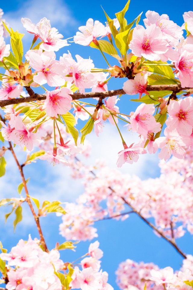 Розовые цветы на ветке с зелеными листьями в лучах солнца