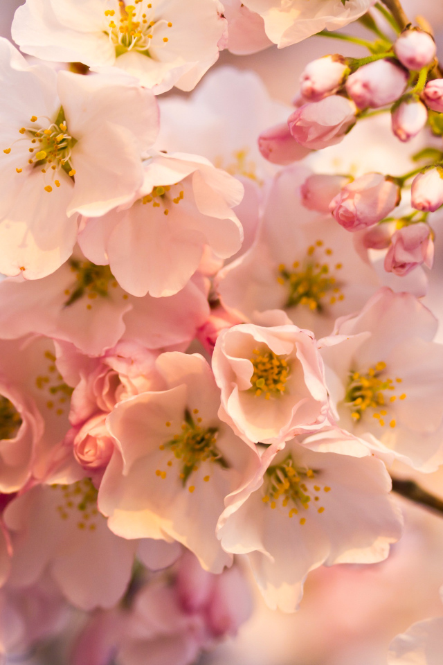 Розовые цветы на весеннем дереве 