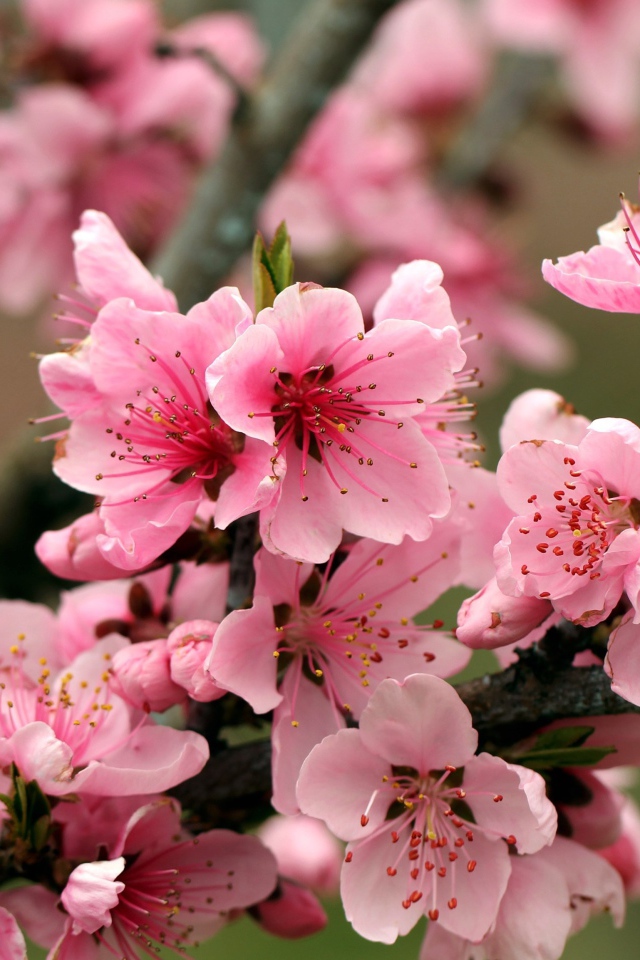 Розовые цветы на ветках дерева 