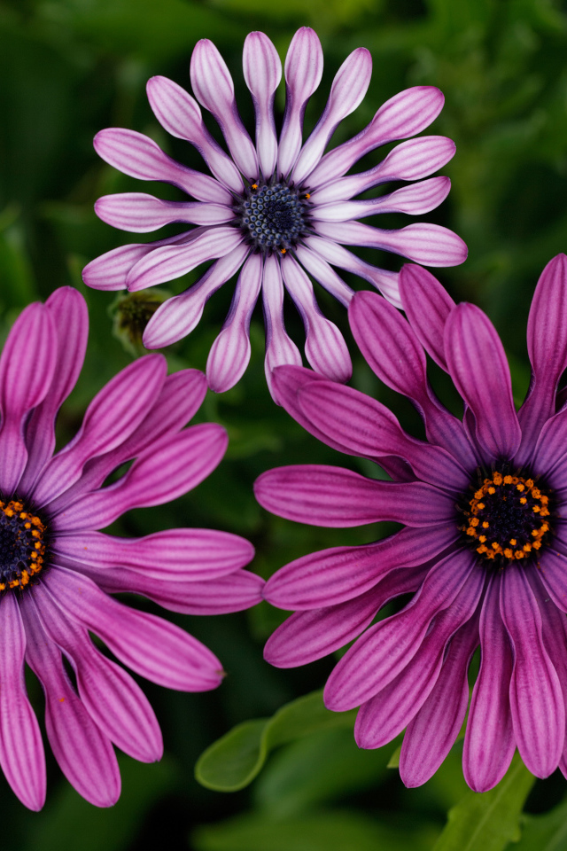 Розовые цветы остеоспермум крупным планом 