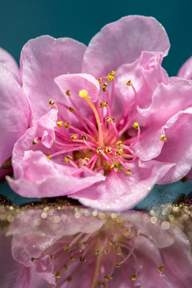 Розовые цветы отражаются в поверхности